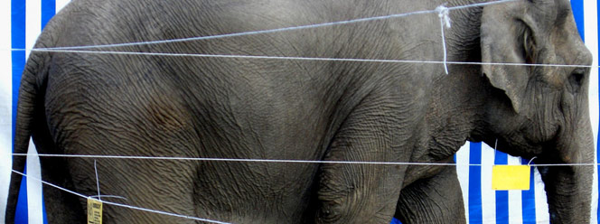 Elephant Measure